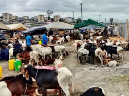 A la Foire de la Tabaski à Adjamé, le parc des boeufs.. et celui des béliers et moutons