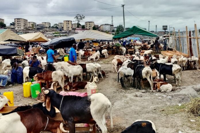 A la Foire de la Tabaski à Adjamé, le parc des boeufs.. et celui des béliers et moutons